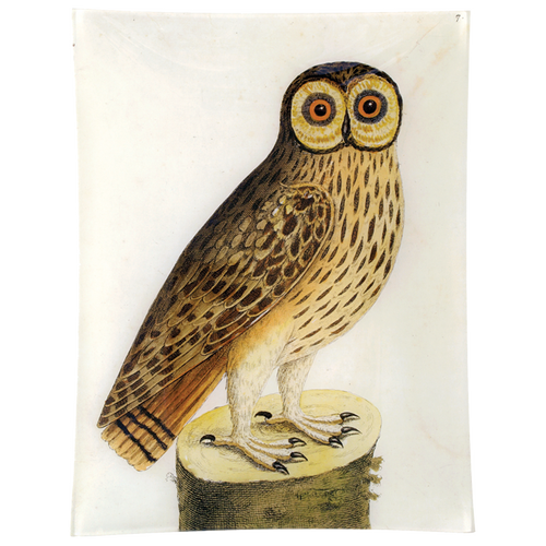 #1 - Great Brown Owl