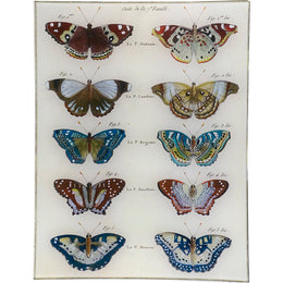 Butterflies 29