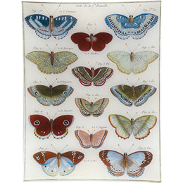 Butterflies 31