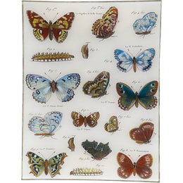 Butterflies 54