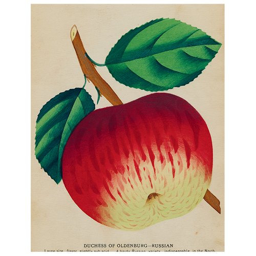 Duchess Apple (p 131)