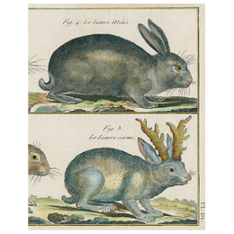Rabbit (p 138)