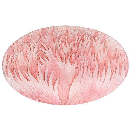 Pink Crested Poppy