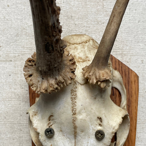 Antique Black Forest Carved Antlers (H14)