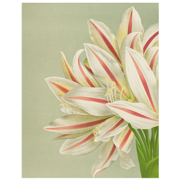 Brunswigia Massaiana (p 141)