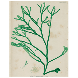 #16 Seaweed (CLXXXII) (p 143)
