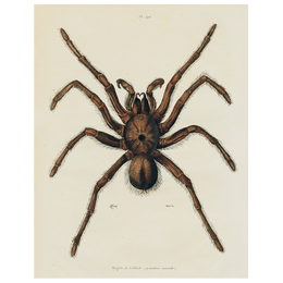 Spider (p 147)