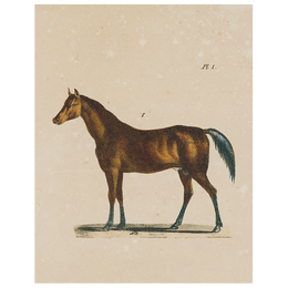 Horse (p 148)