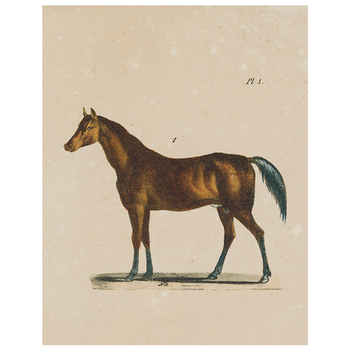 Horse (p 148)