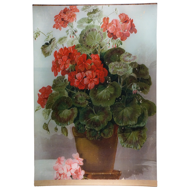 Geranium