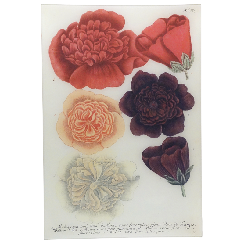 Malva Rose