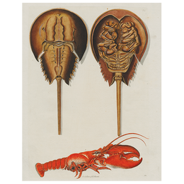 Horseshoe Crabs and Lobster (p 154)