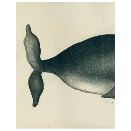 Whale (p 155)