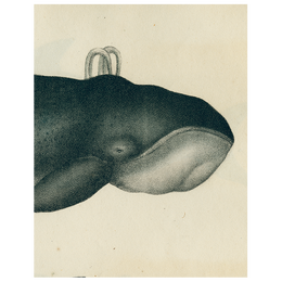 Whale (p 156)