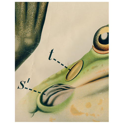 Frog Close-Up (p 163)