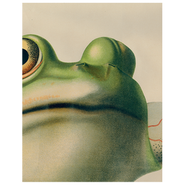 Frog Close-Up (p 164)