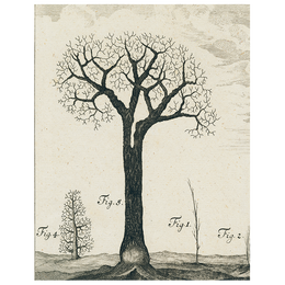 Winter Tree (p 165)