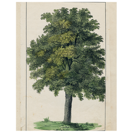 Green Tree (p 166)
