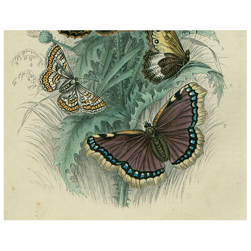 Butterfly - Dancing (p 168)