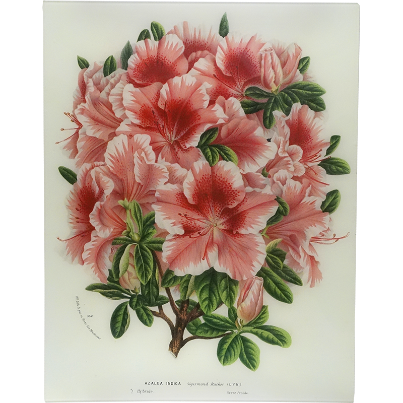 Azalea Sigismond Rucker
