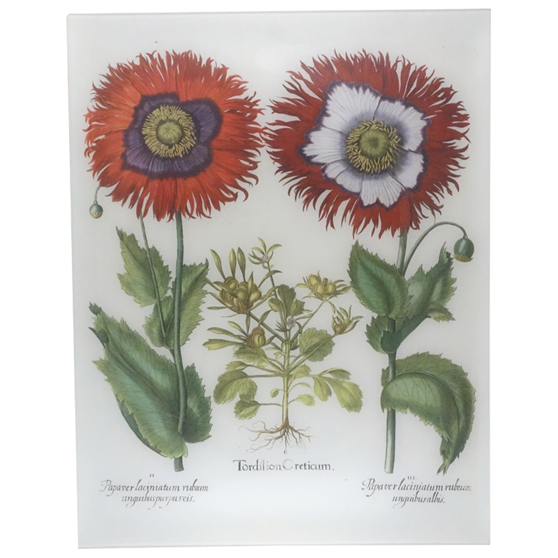 Besler Poppies