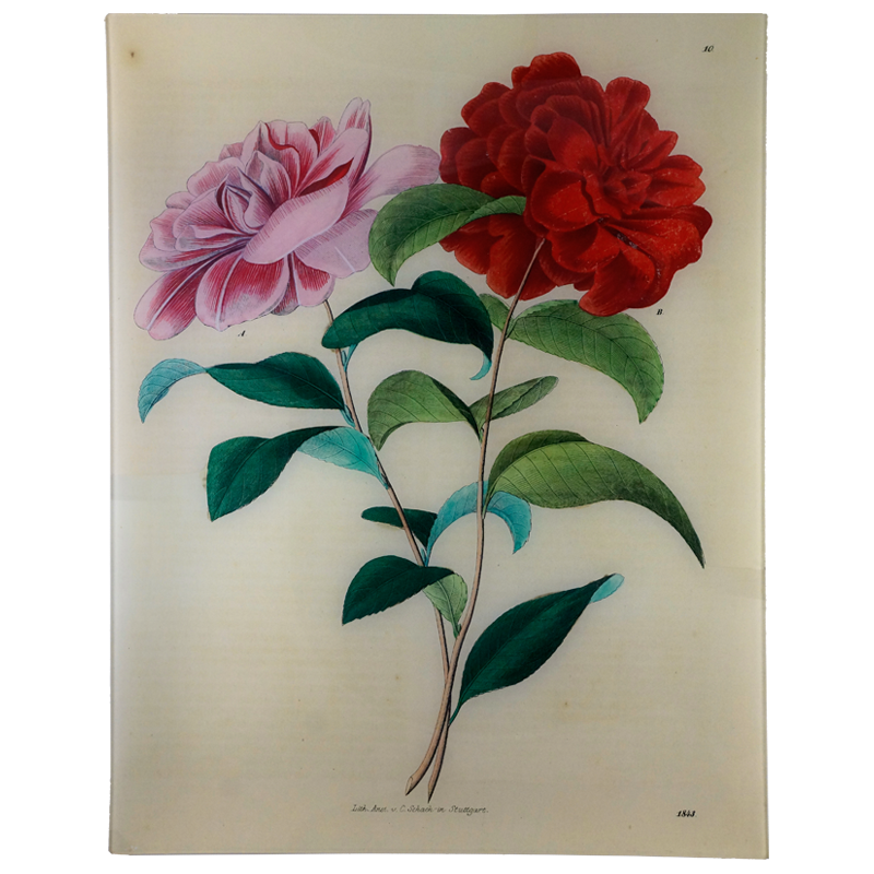Stuttgart Flower 1843