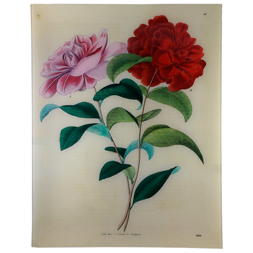Stuttgart Flower 1843