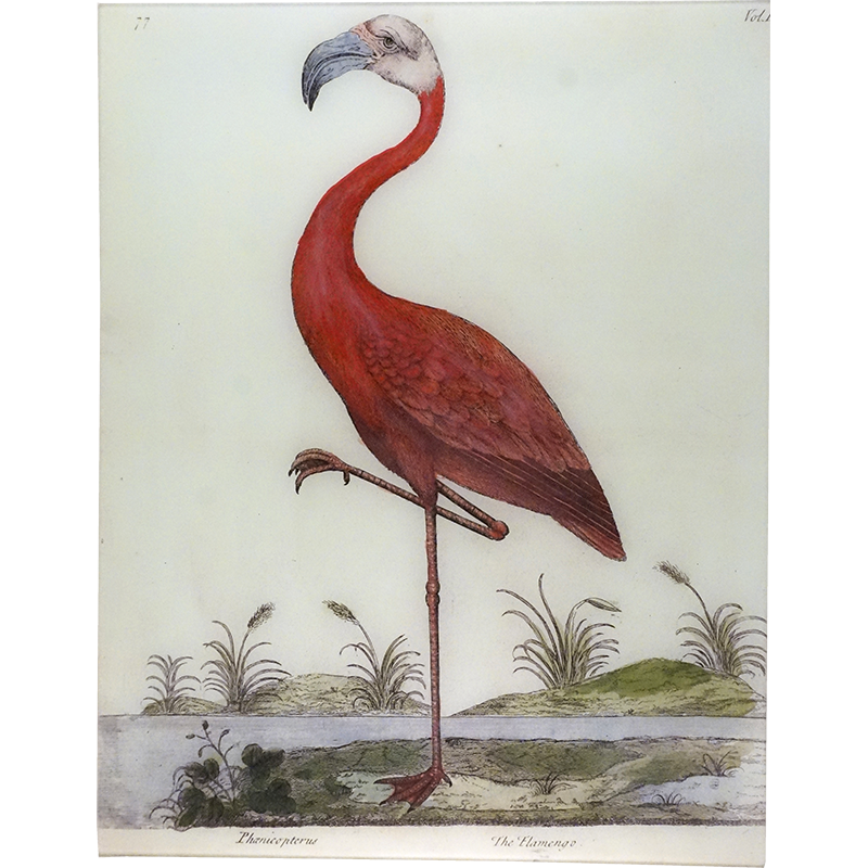 Flamingo