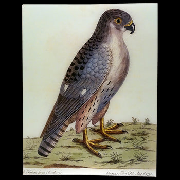 A Falcon from Barberie