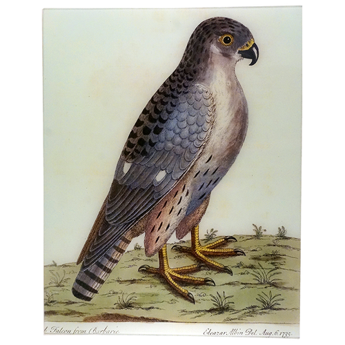 A Falcon from Barberie