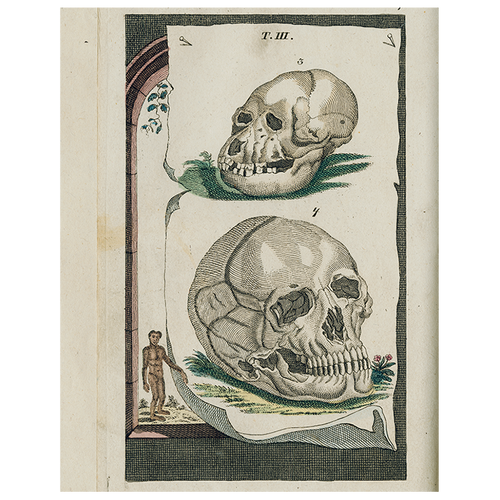 Skulls (p 172)
