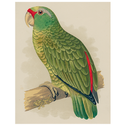 Amazon Parrot (p 178)