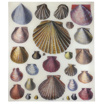 Shells