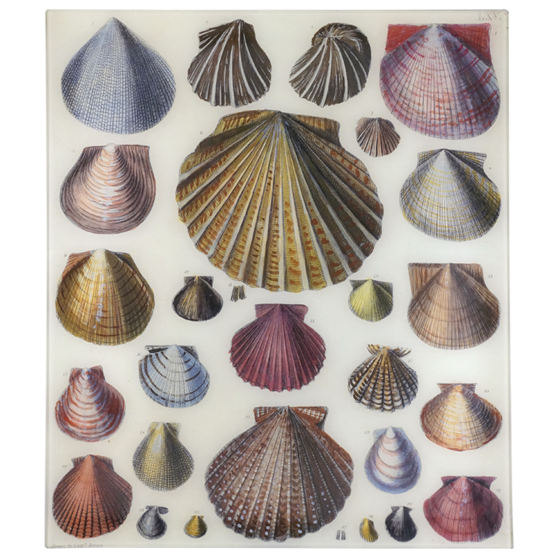 Shells