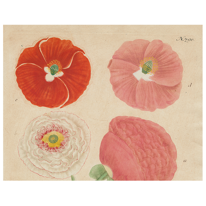 Papaver (Poppy) (p 179)