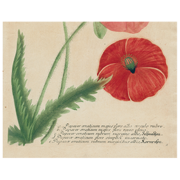 Papaver (Poppy) (p 180)