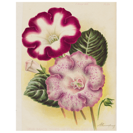 Gloxinia - Deux (p 183)