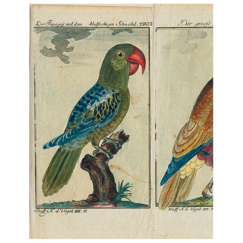 Parrots - #7, #2, #6 (p 185)