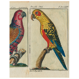 Parrots - #7, #2, #6 (p 186)
