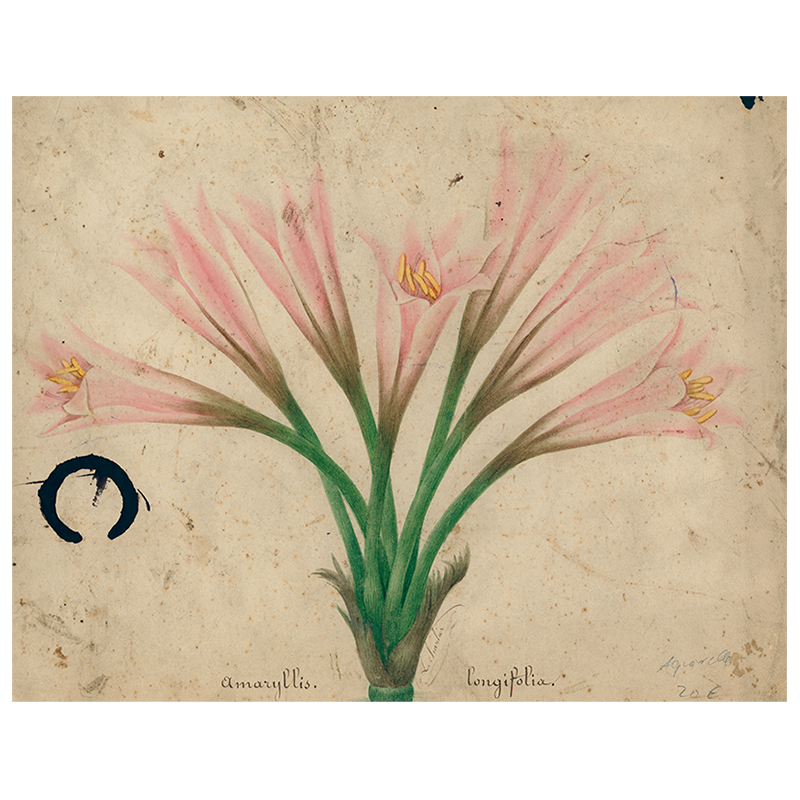 Amaryllis (p 187)