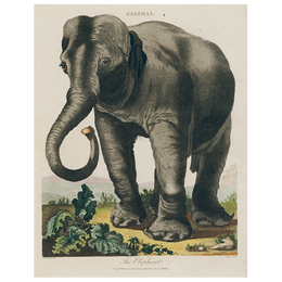 Elepha (p 188)