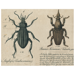 Black Beetle / Brown Insects (p 190)
