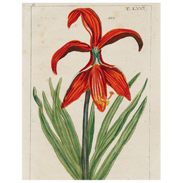 Daylily (p 193)