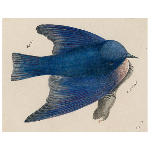Pudgy Bluebird (p 194)