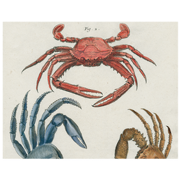 Crabs (p 195)