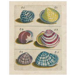 Shells #60 (p 197)