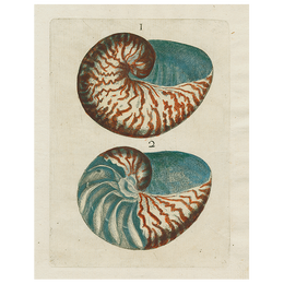 Shells 1 (p 198)