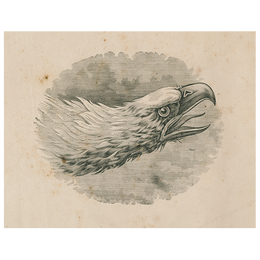 Eagle Portrait (p 206)