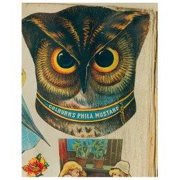 Owl Close-Up (p 209)