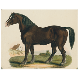 Dray Horse (p 211)